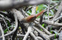 Synallaxis gujanensis