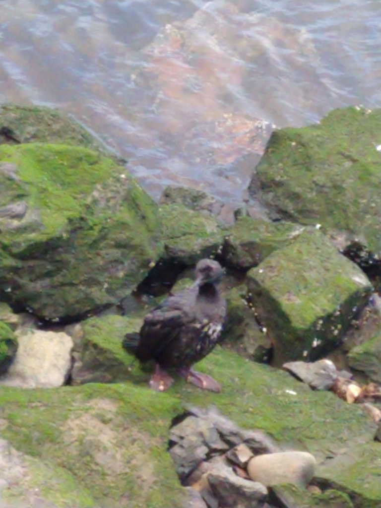 Magellanic Cormorant