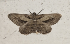 Peribatodes correptaria