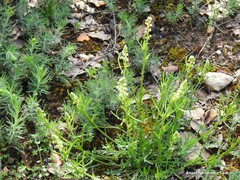 Ajuga chamaepitys