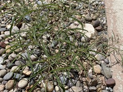 Mirabilis linearis linearis