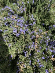 Salvia rosmarinus