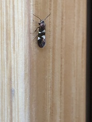 Lampronia capitella