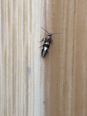 Lampronia capitella