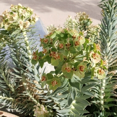 Myrsiniteae