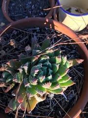 Aloe brevifolia