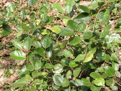 Elaeagnus macrophylla