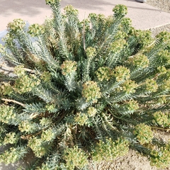 Myrsiniteae