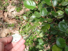 Elaeagnus macrophylla