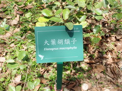 Elaeagnus macrophylla