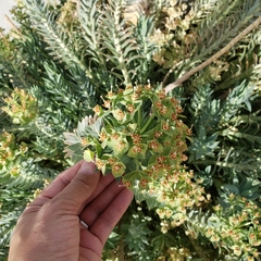 Myrsiniteae