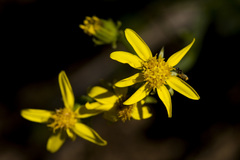 Senecio wootonii