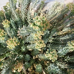 Myrsiniteae