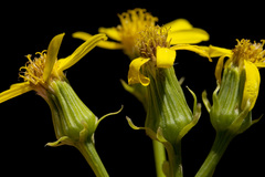 Senecio wootonii