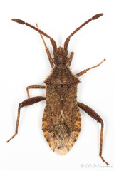 Coriomeris denticulatus