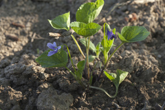 Viola kamtschadalorum