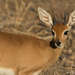 Antilope Rojo - Photo (c) pfaucher, algunos derechos reservados (CC BY-NC), subido por pfaucher