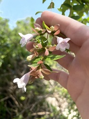 Abelia macrotera parvifolia