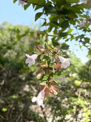 Abelia macrotera parvifolia