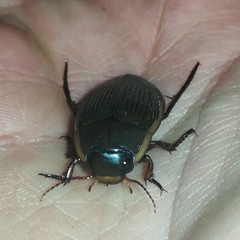 Dytiscus semisulcatus