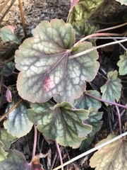 Heuchera soltisii