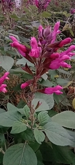 Salvia