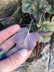 Heuchera soltisii