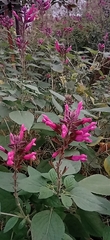 Salvia