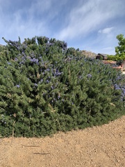 Salvia rosmarinus