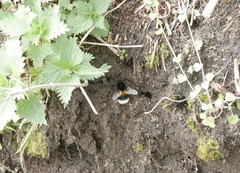 Bombus