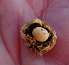 Disholcaspis simulata