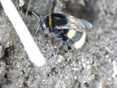 Bombus