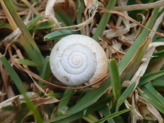 Trochulus striolatus
