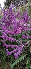 Salvia leucantha