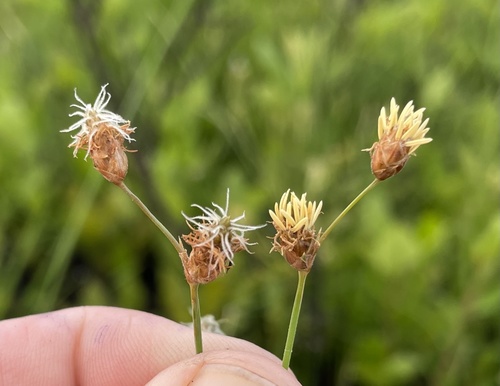 Fimbristylis puberula (Michx.) Vahl