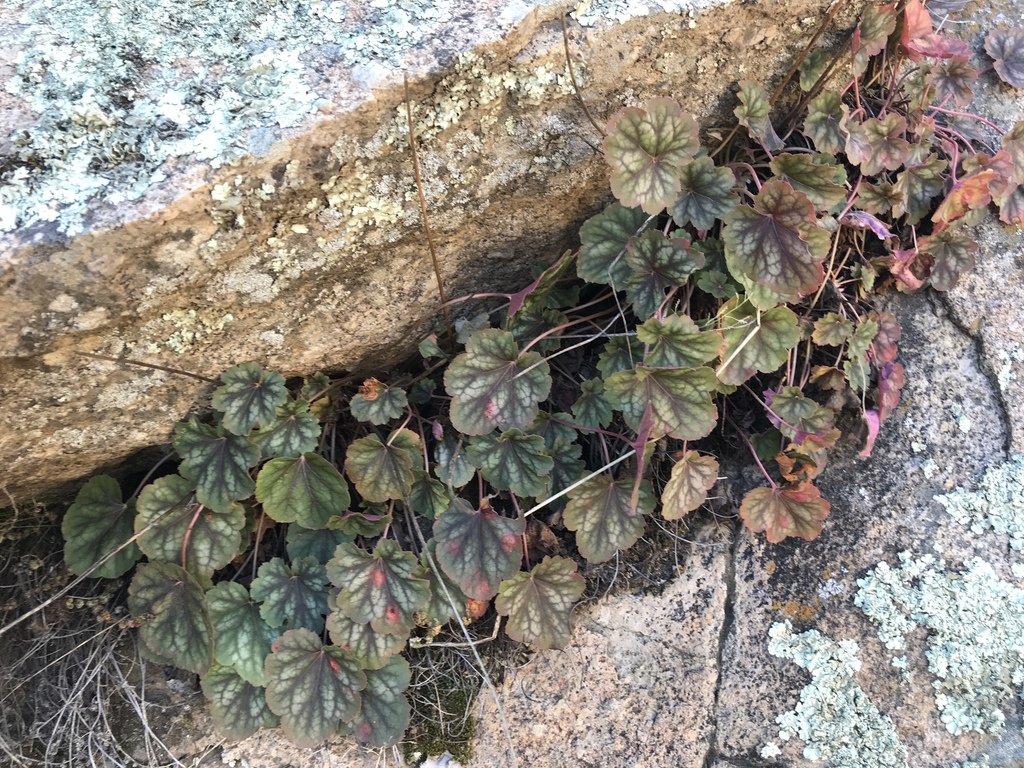 Soltis' alumroot