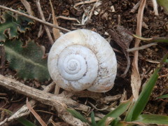 Trochulus striolatus