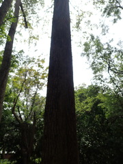 Terminalia calamansanai