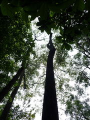 Terminalia calamansanai