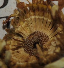 Aphanostephus skirrhobasis