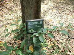 Terminalia calamansanai