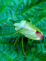 Palomena viridissima