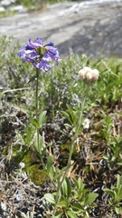 Antennaria rosea rosea