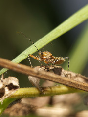 Cosmoclopius nigroannulatus
