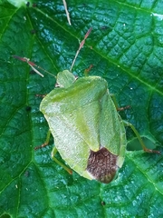 Palomena viridissima