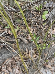 Smilax domingensis