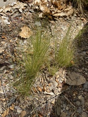 Hesperostipa comata comata