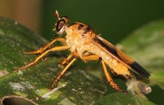 Laphriinae