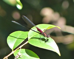 Hetaerina rosea