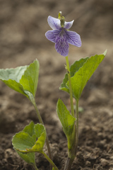 Viola kamtschadalorum